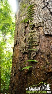 Mount Tambuyukon Expedition  
